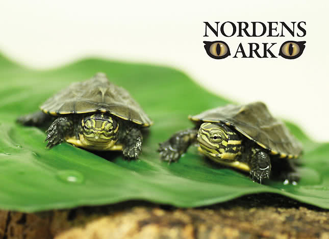Miljöbild grodor